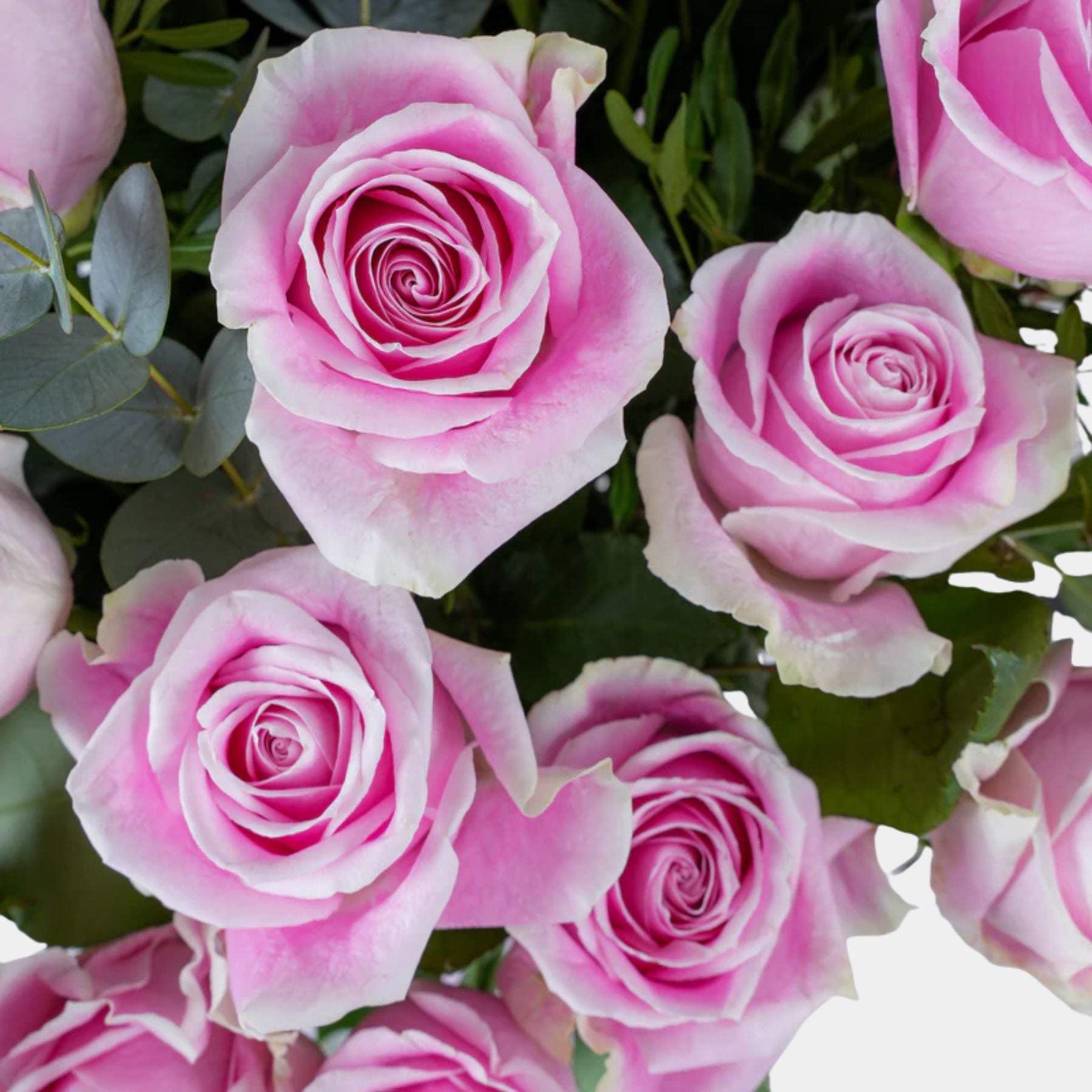 100 Luxury Pink Roses Vase