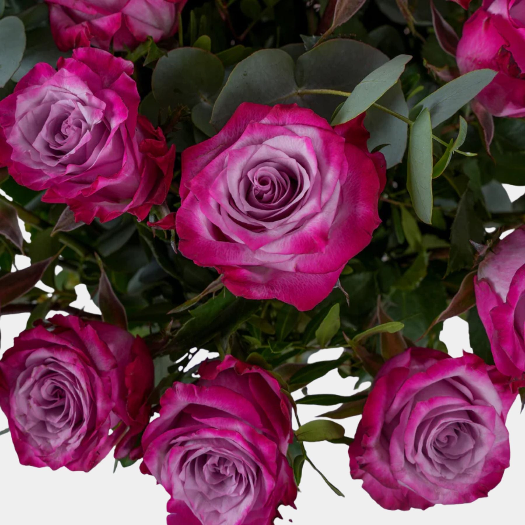50 Purple Roses Vase