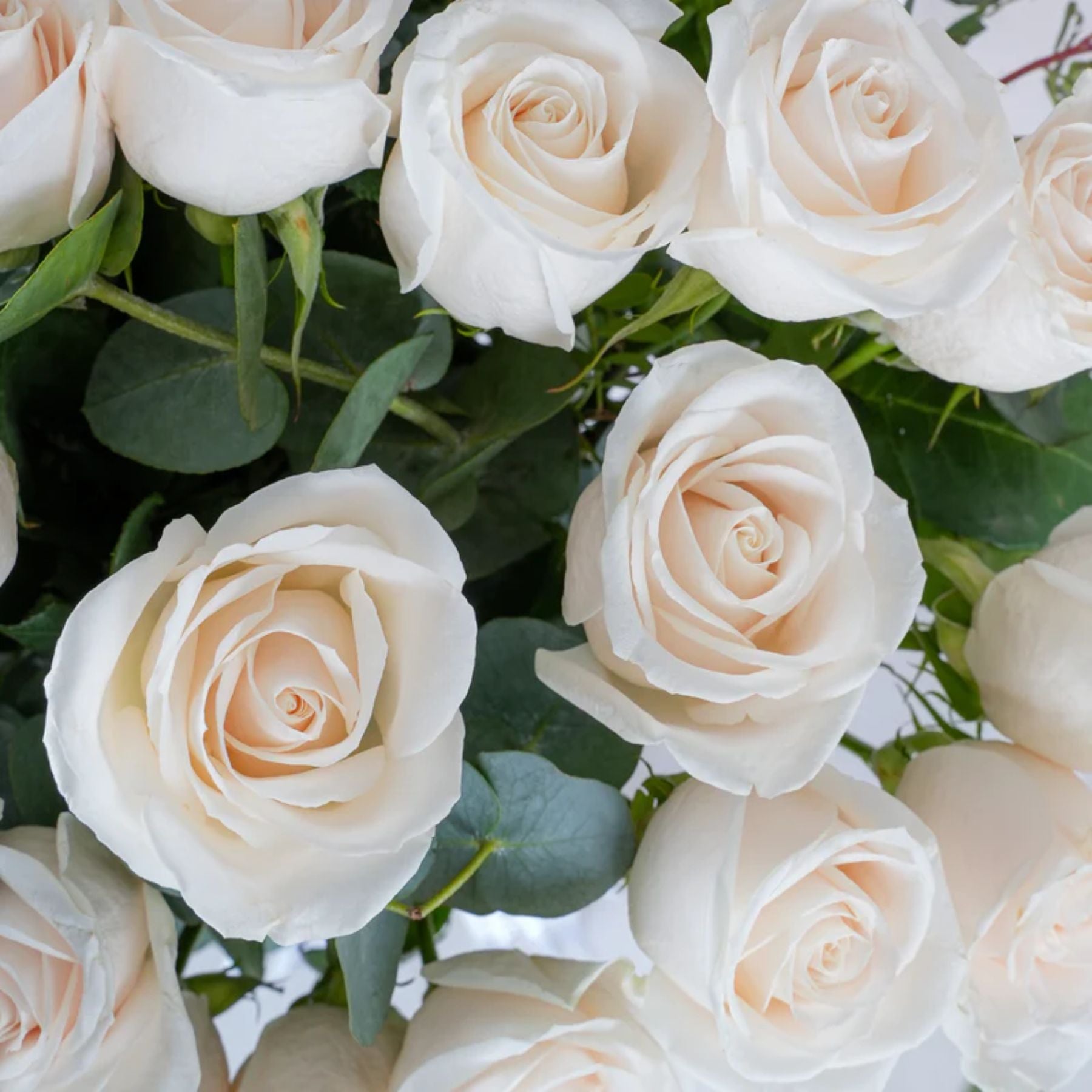 100 Luxury White Roses Vase