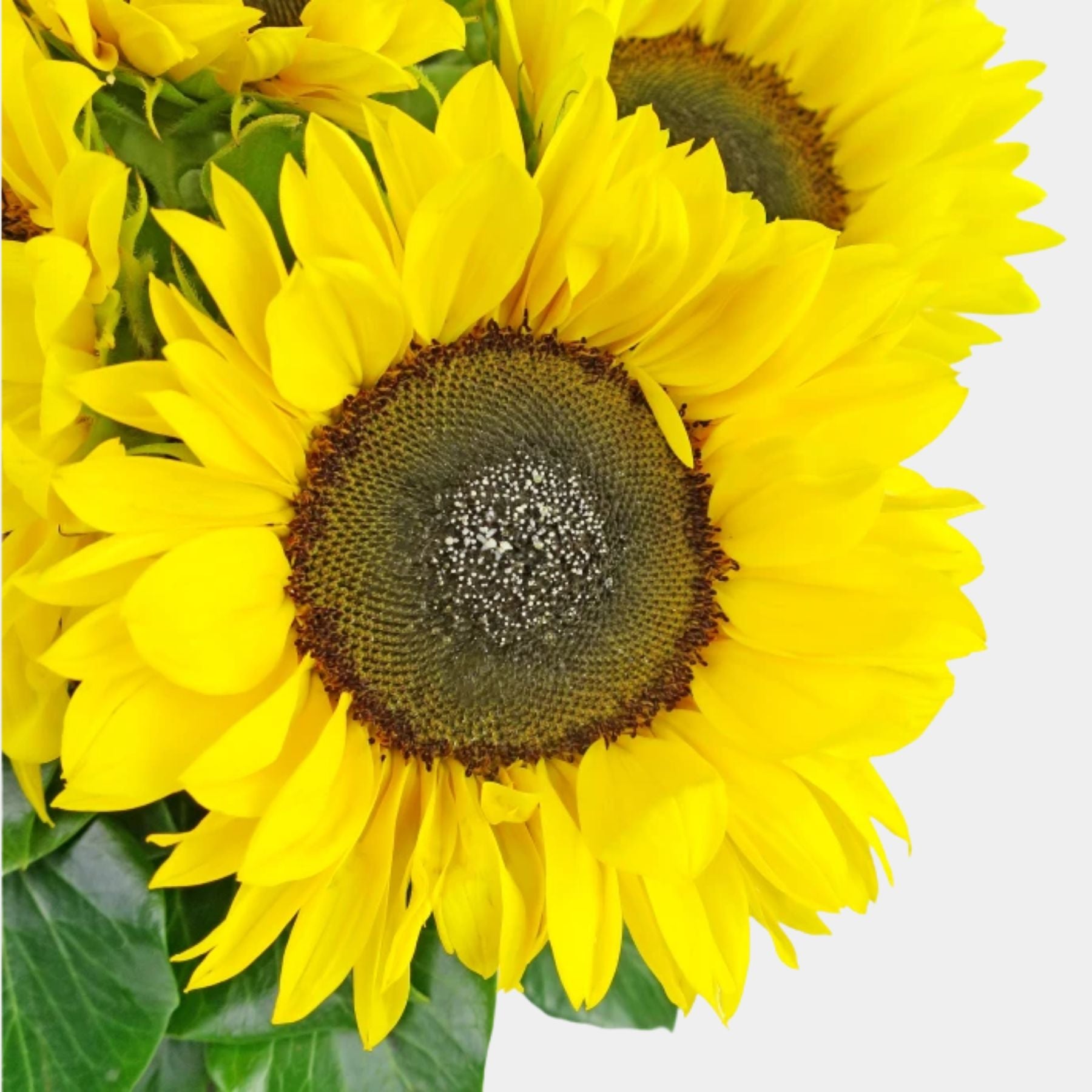 10 Sunflowers in a Vase