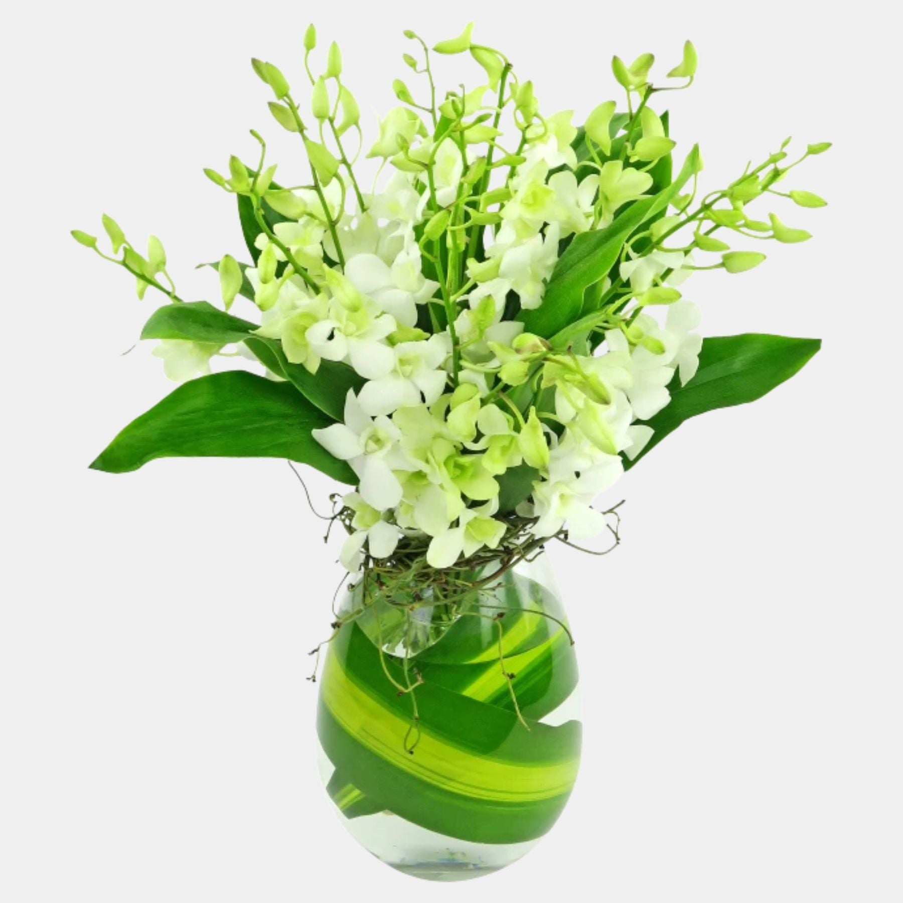 10 White Orchids in a Vase