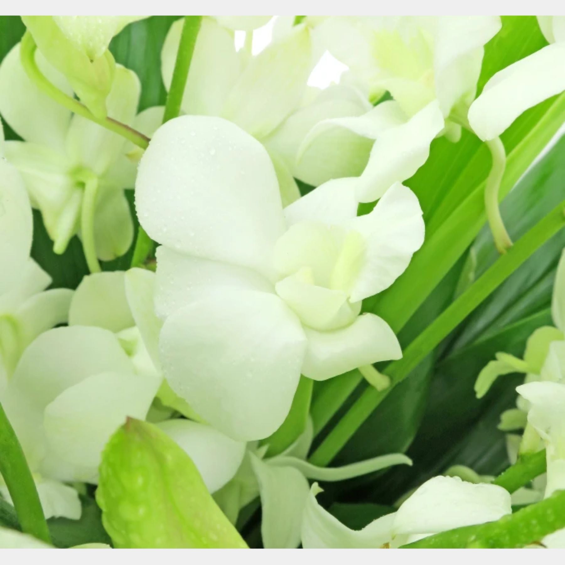 10 White Orchids in a Vase