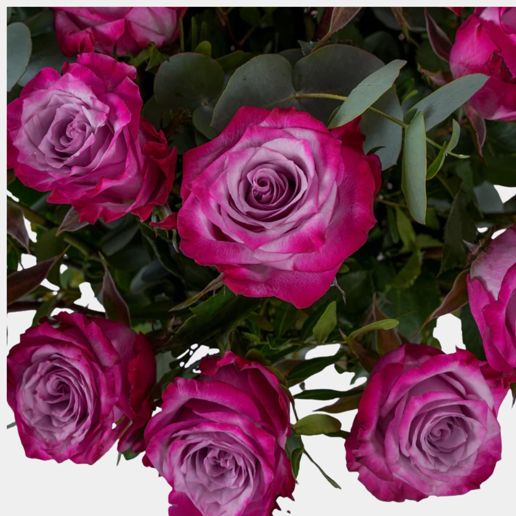 12 Purple Roses Vase