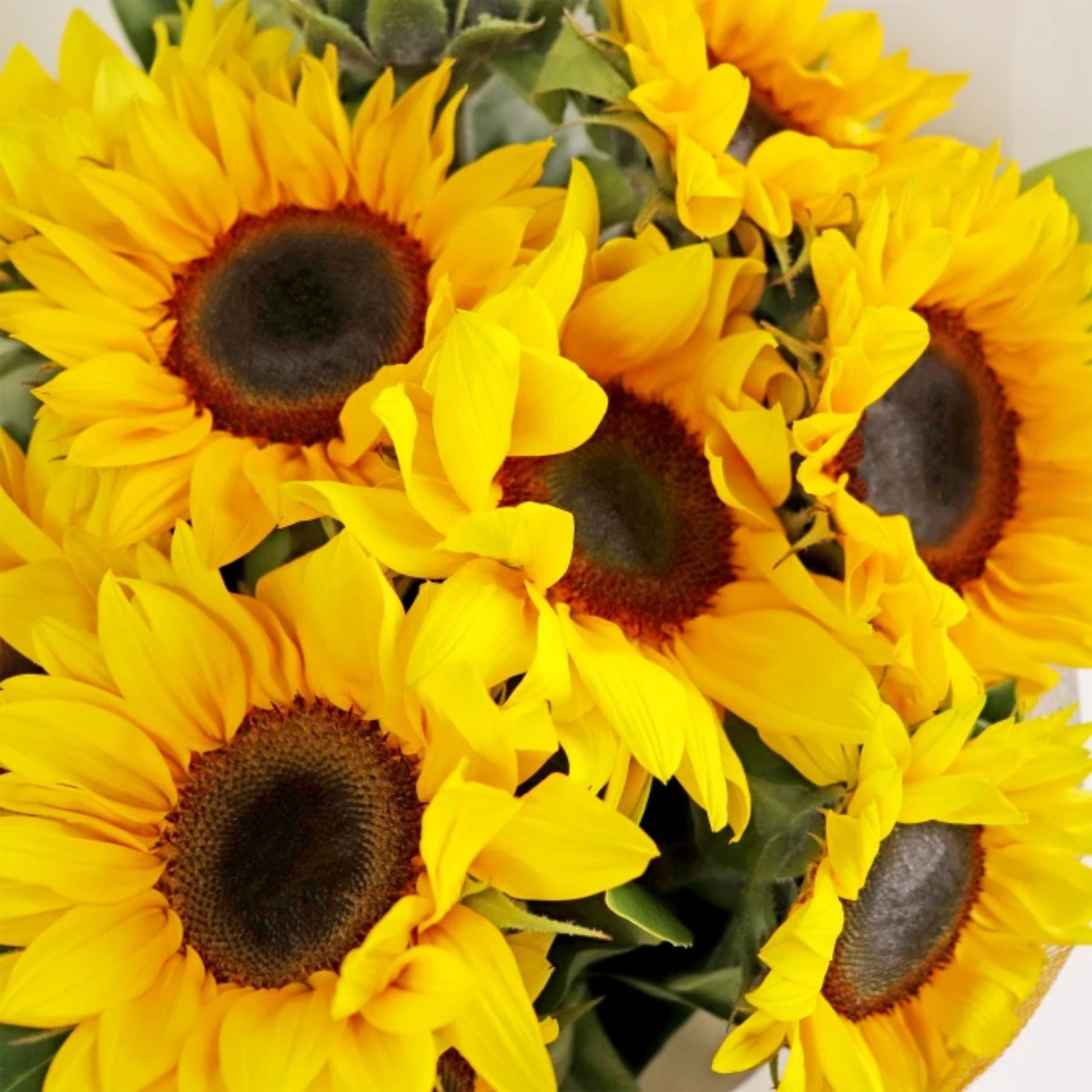 Bouquet of 10 Sunflowers