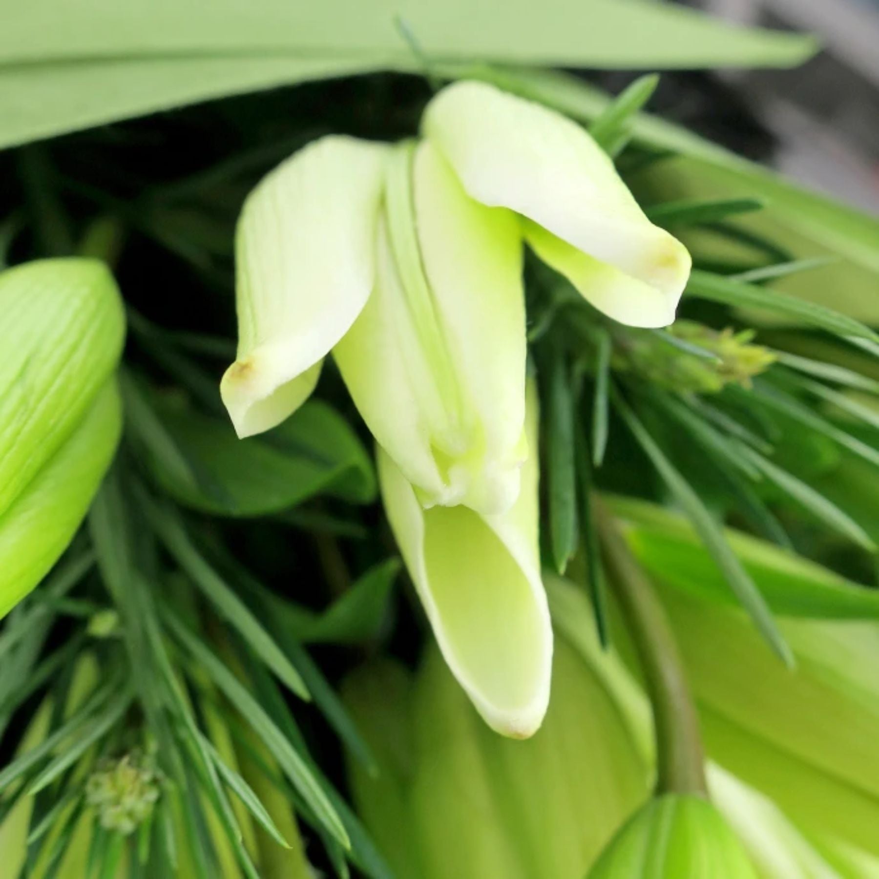 Bouquet of 10 White Lily