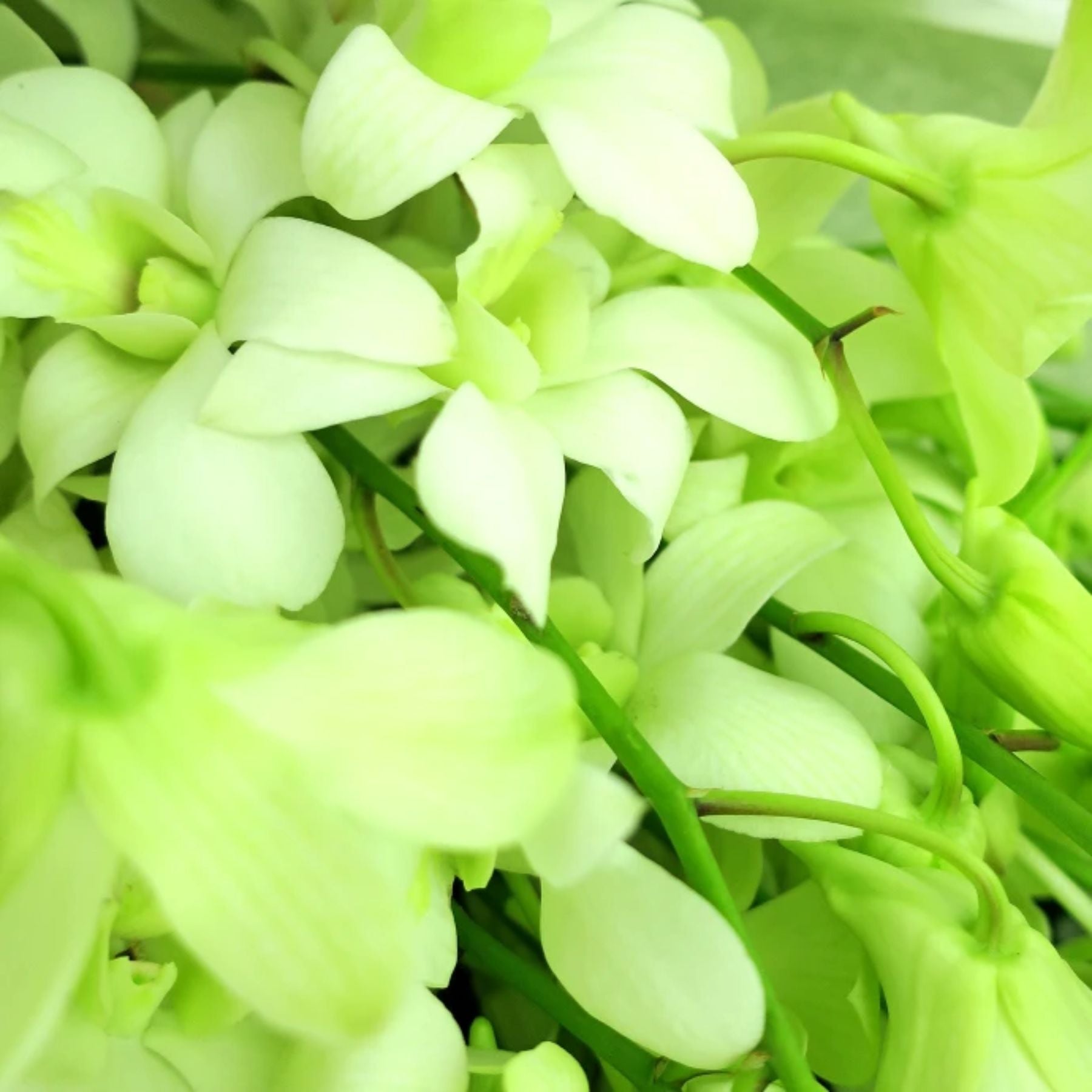 Bouquet of 20 White Orchid