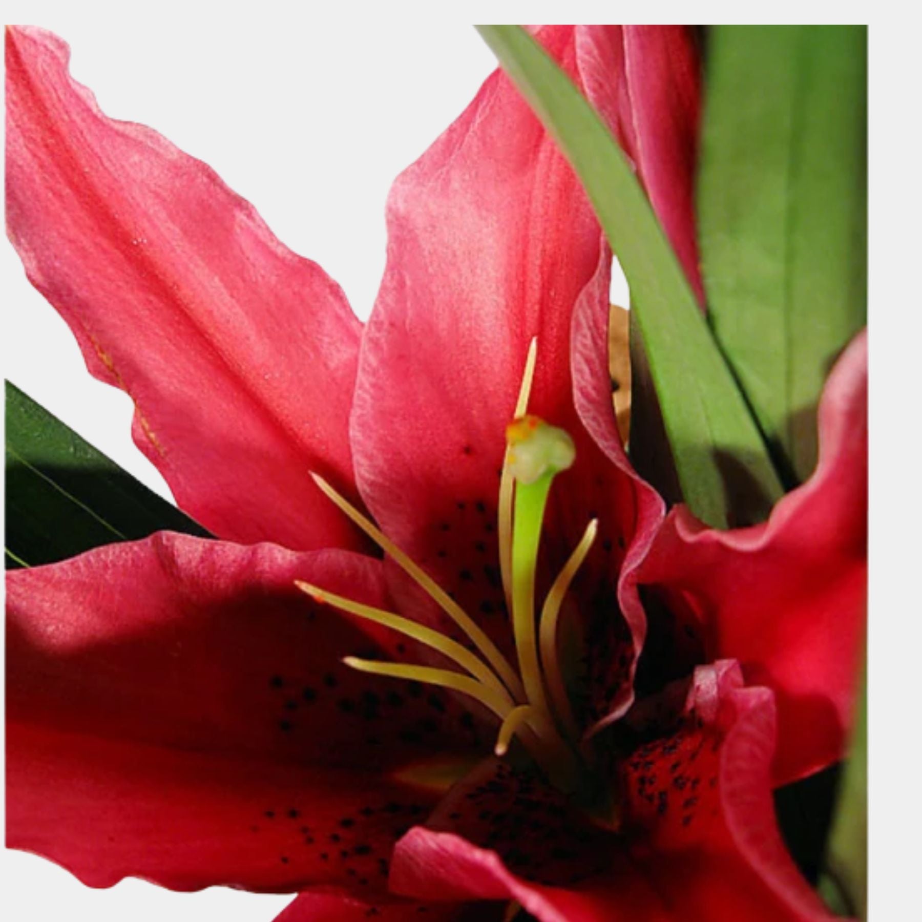 Bouquet of 7 Pink Oriental Lily