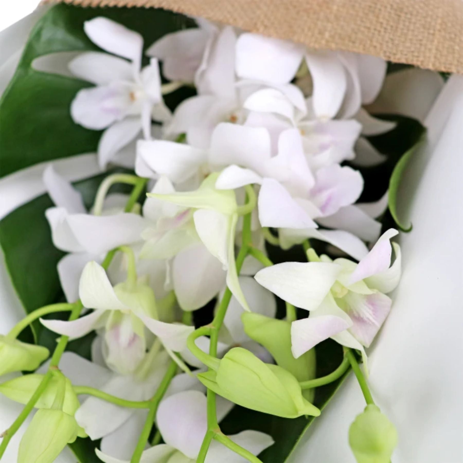 Bouquet of 7 White Orchid