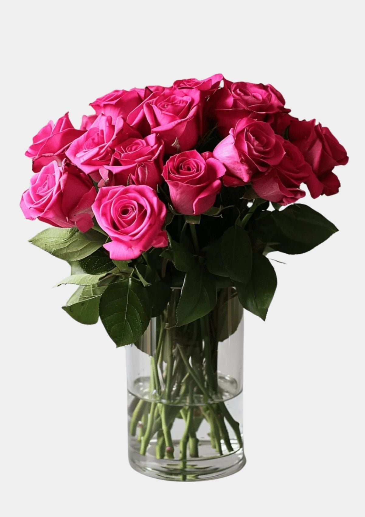 Hot Pink Roses