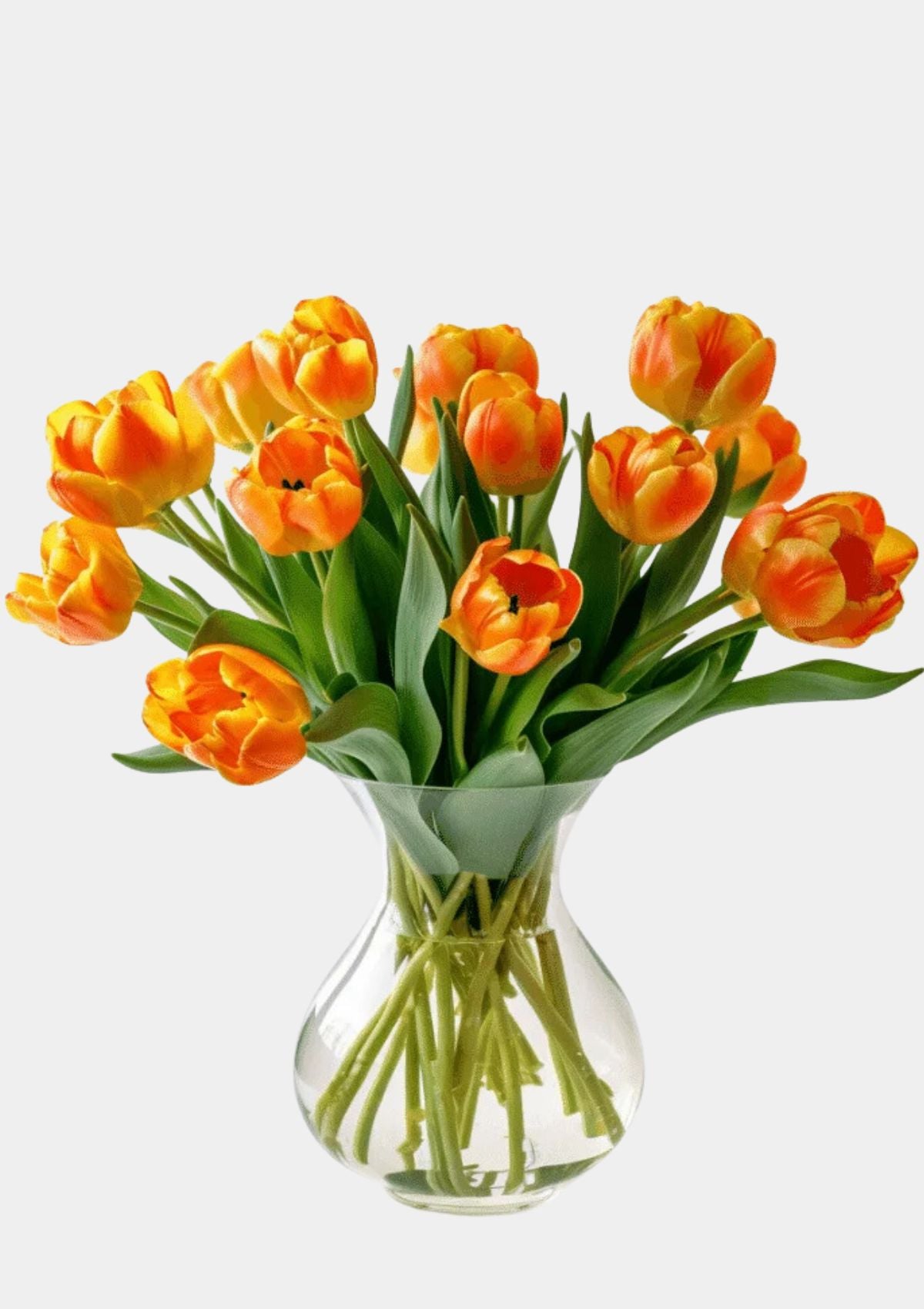 Orange Tulips