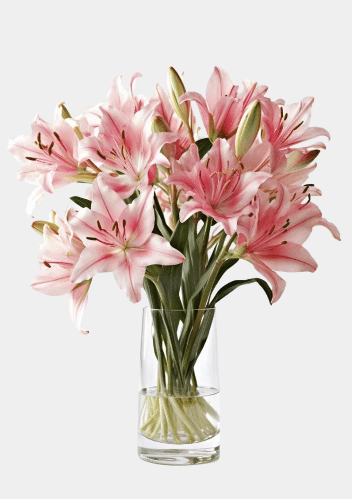 Pink Oriental Lilies