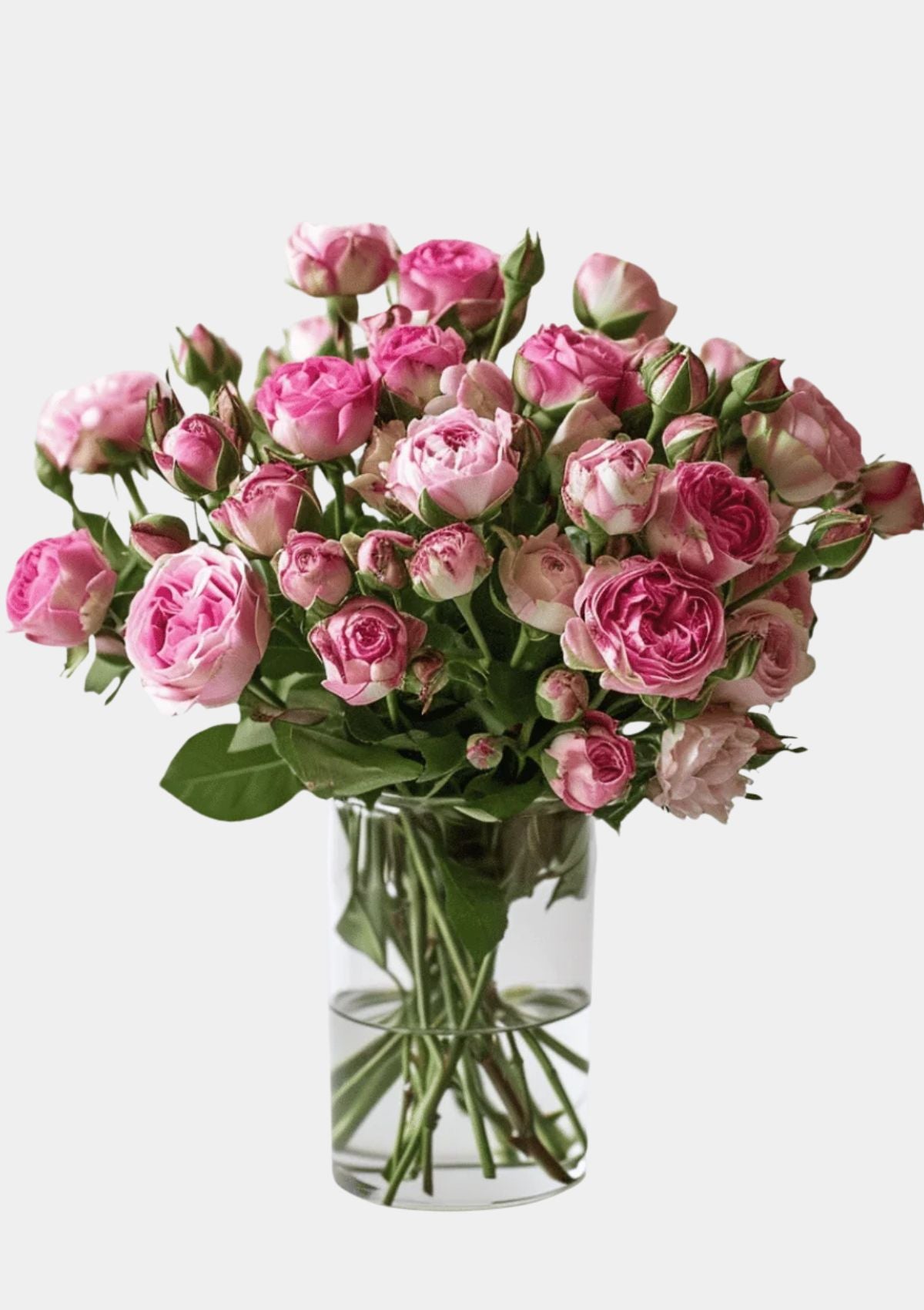 Pink Spray Roses