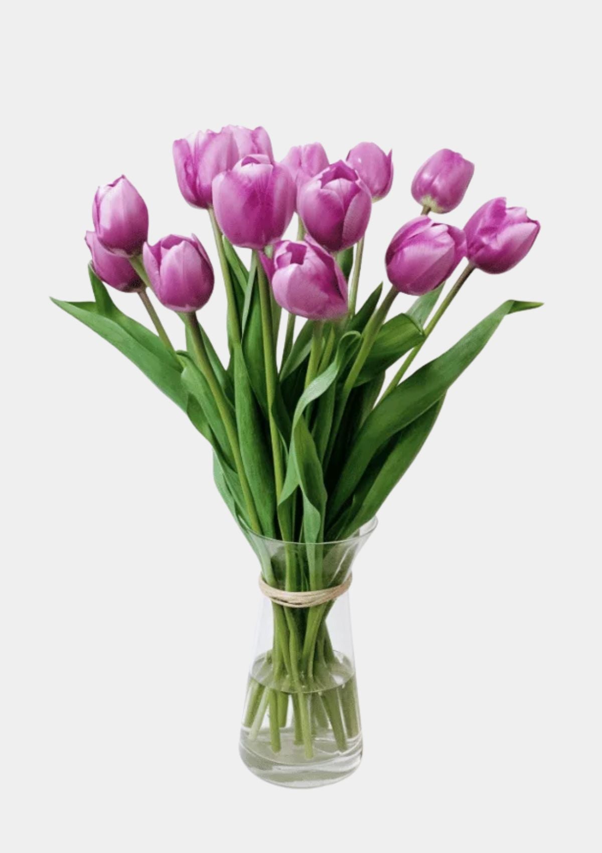 Purple Tulips