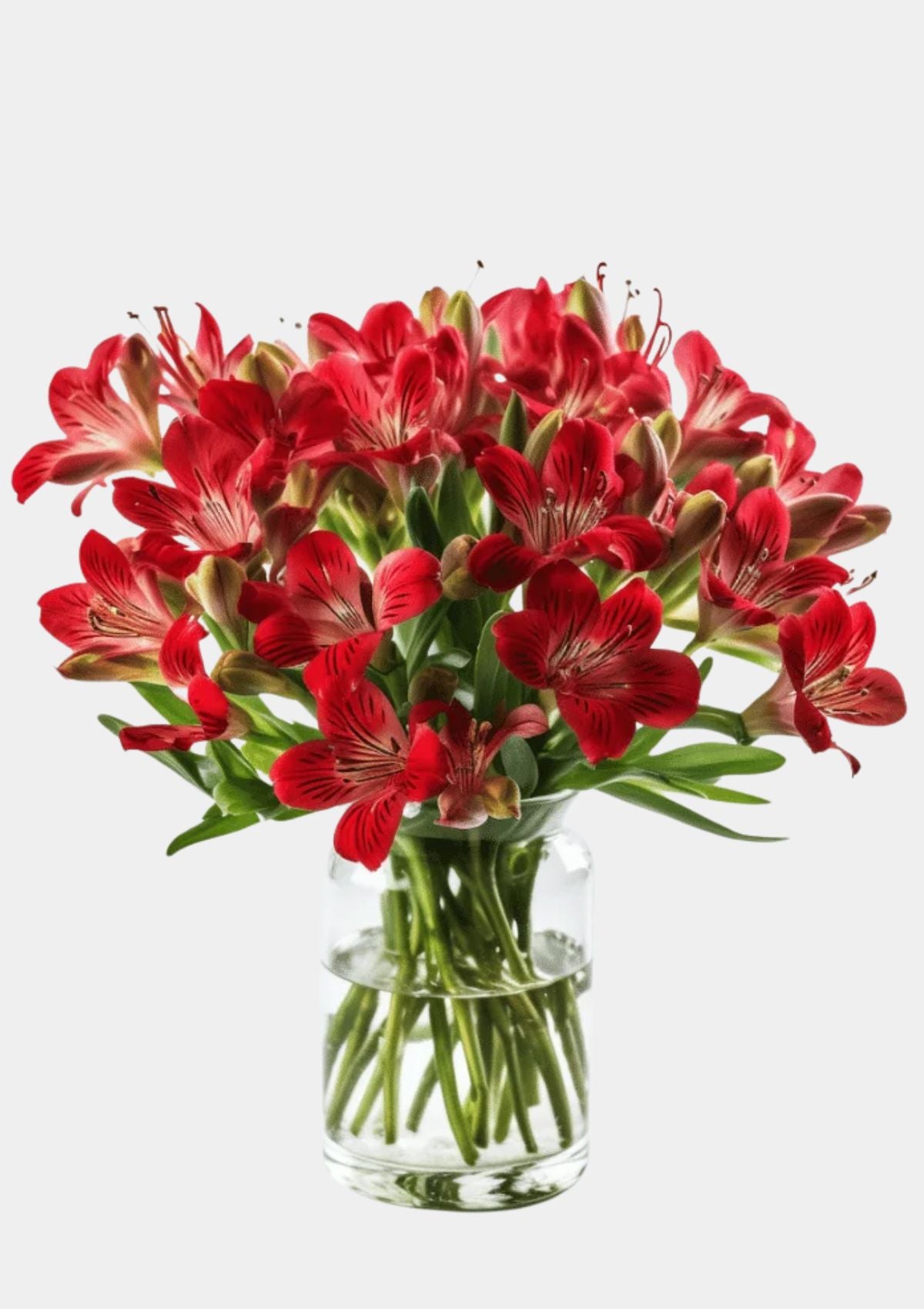 Red Alstroemerias