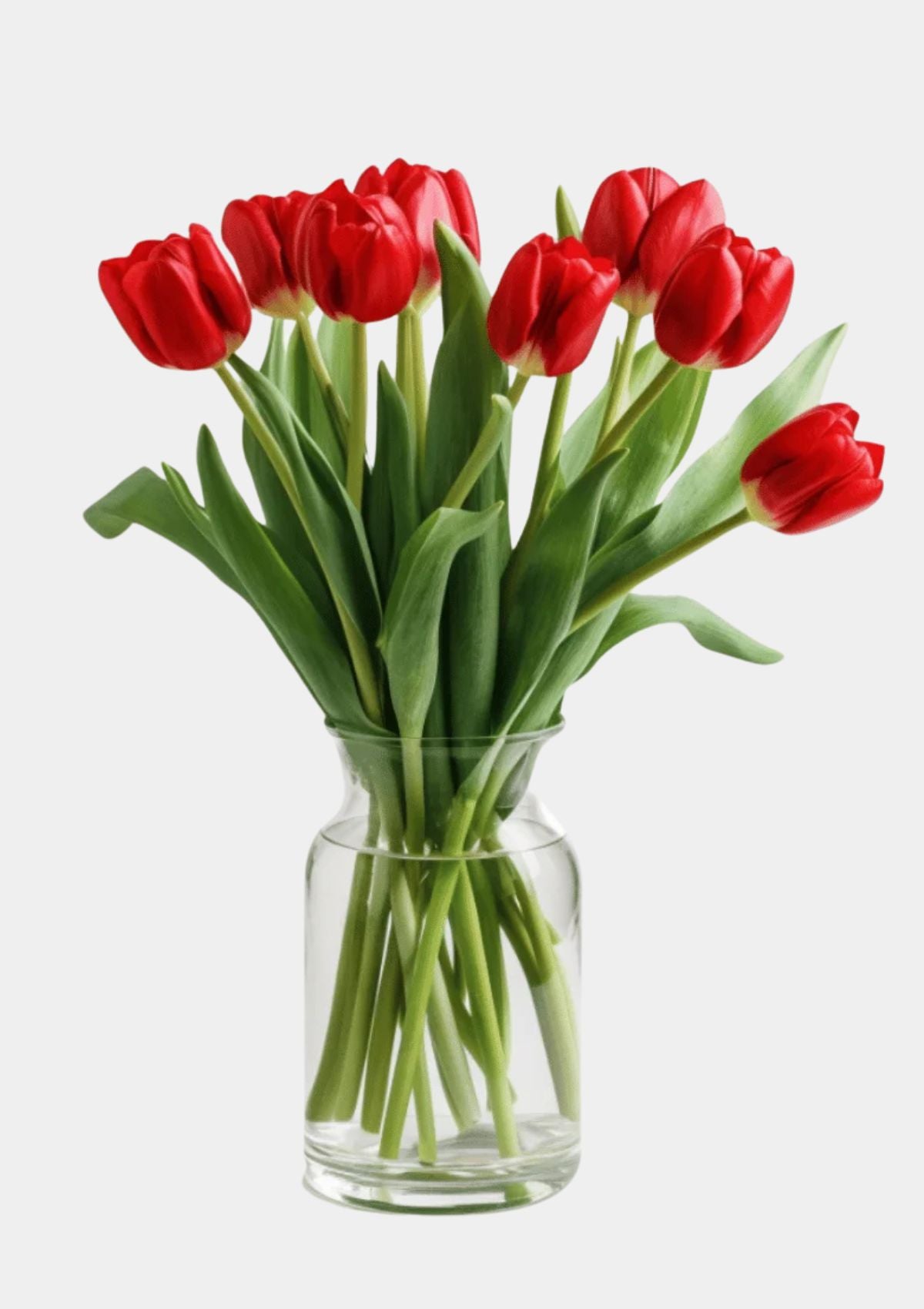 Red Tulips