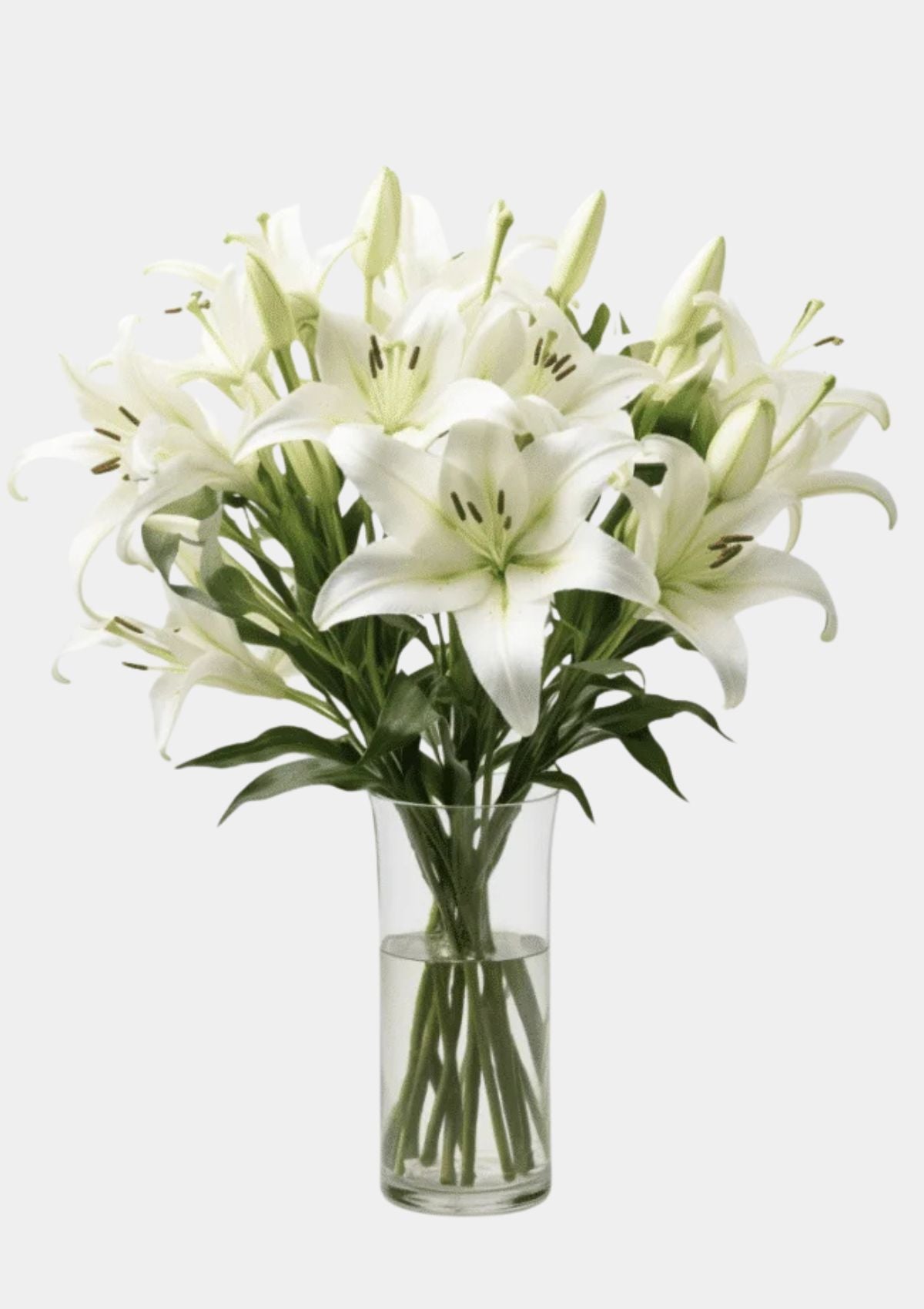 White Oriental Lilies
