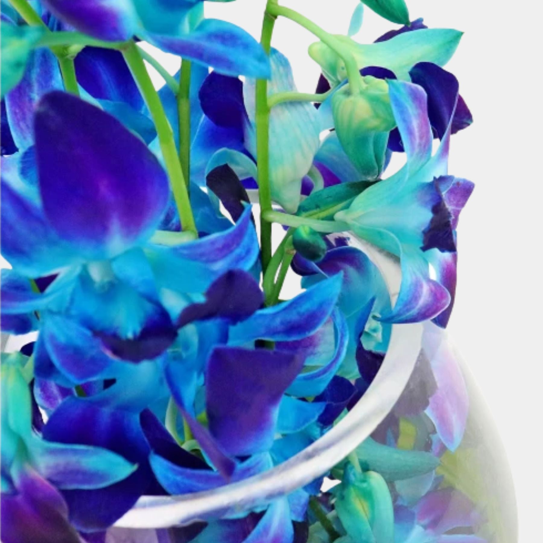 10 Blue Orchids in a Vase