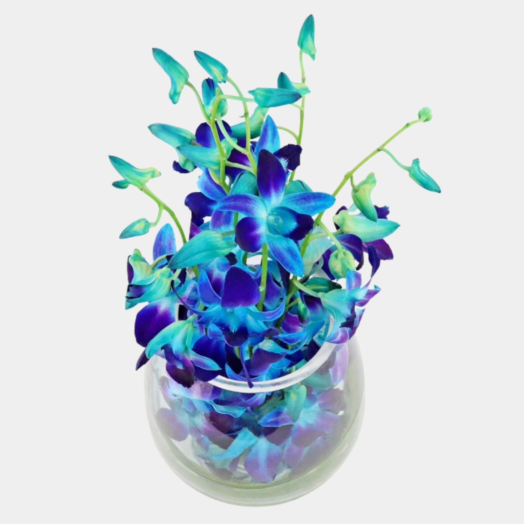 10 Blue Orchids in a Vase