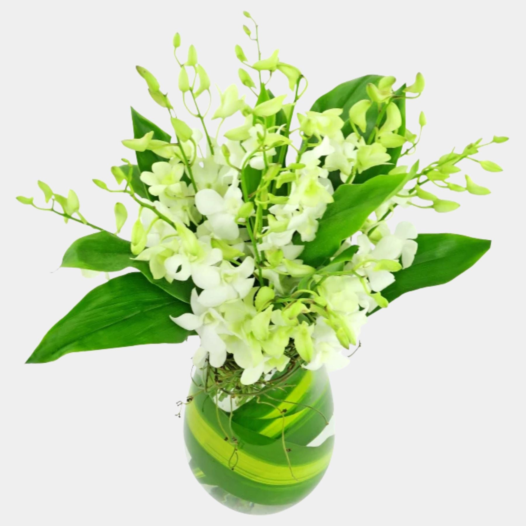 10 White Orchids in a Vase