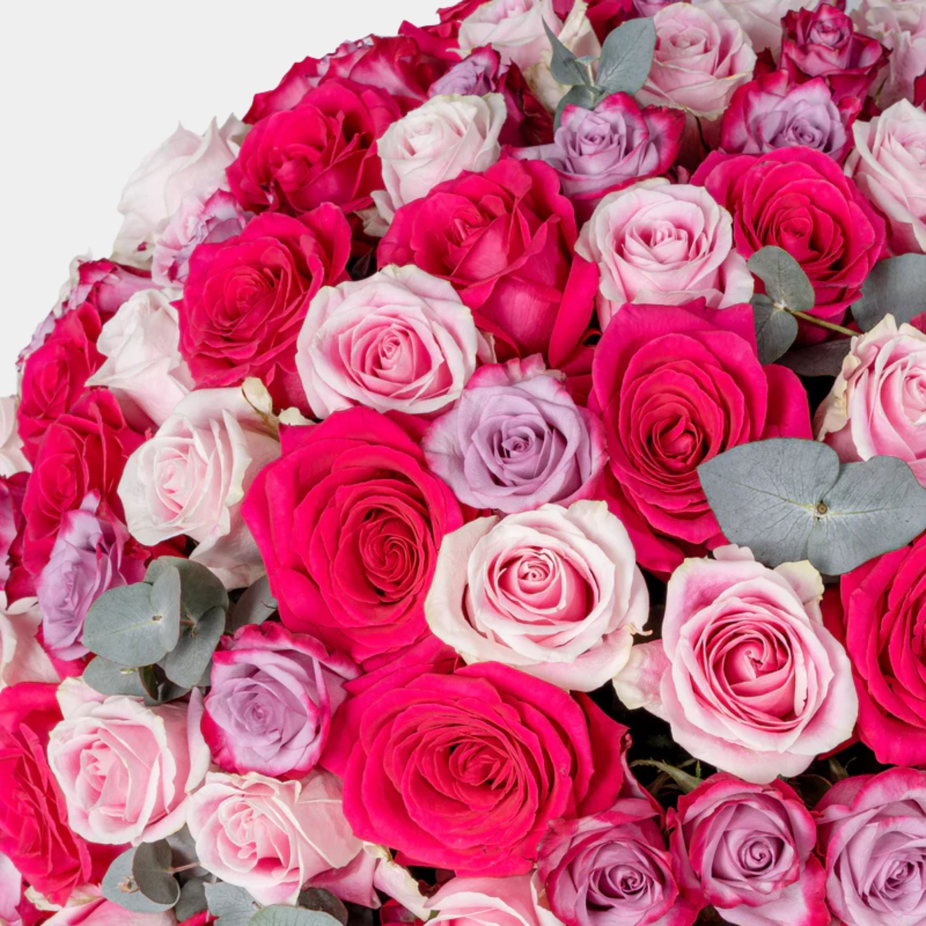 200 Luxury Blush Roses Vase