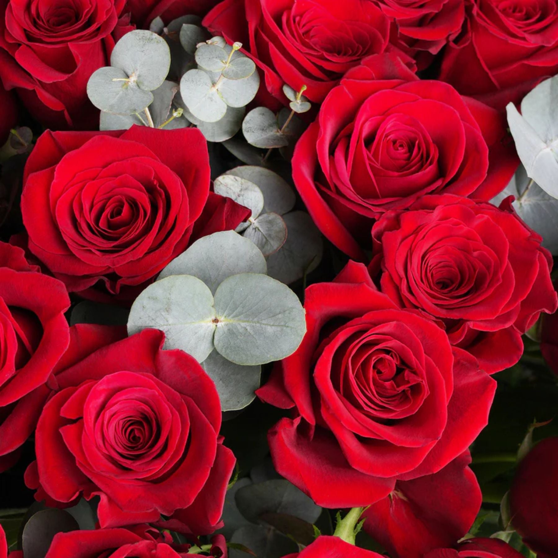 200 Luxury Red Roses Vase