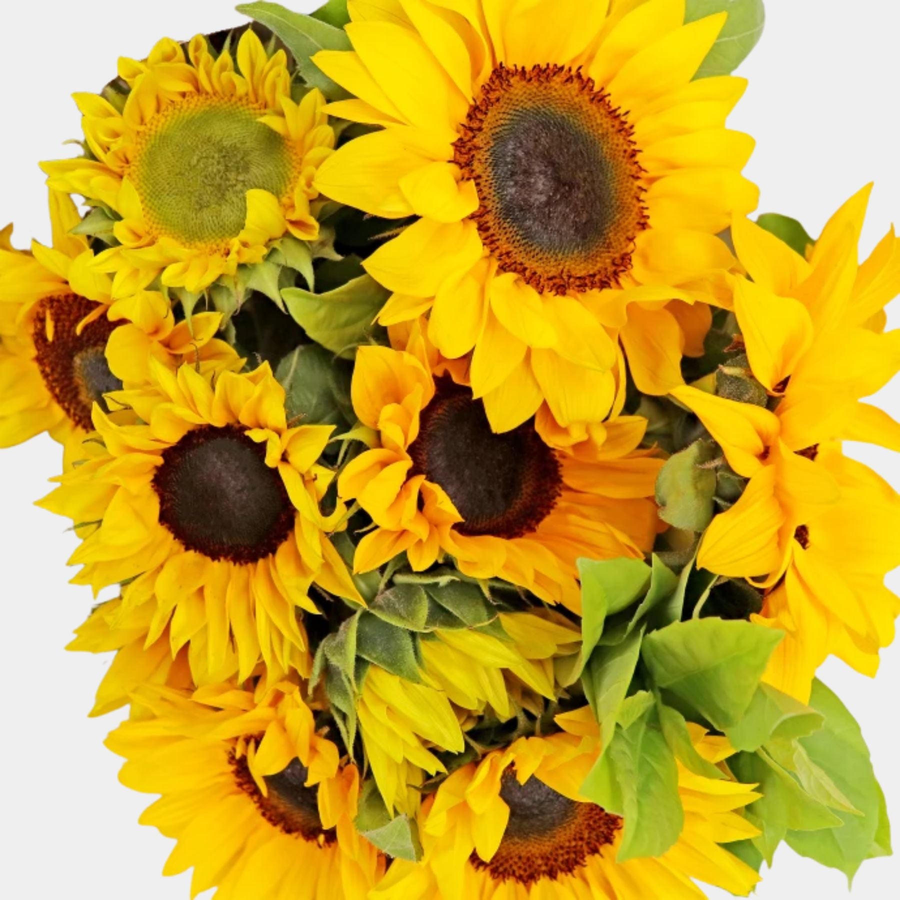 Bouquet of 10 Sunflowers