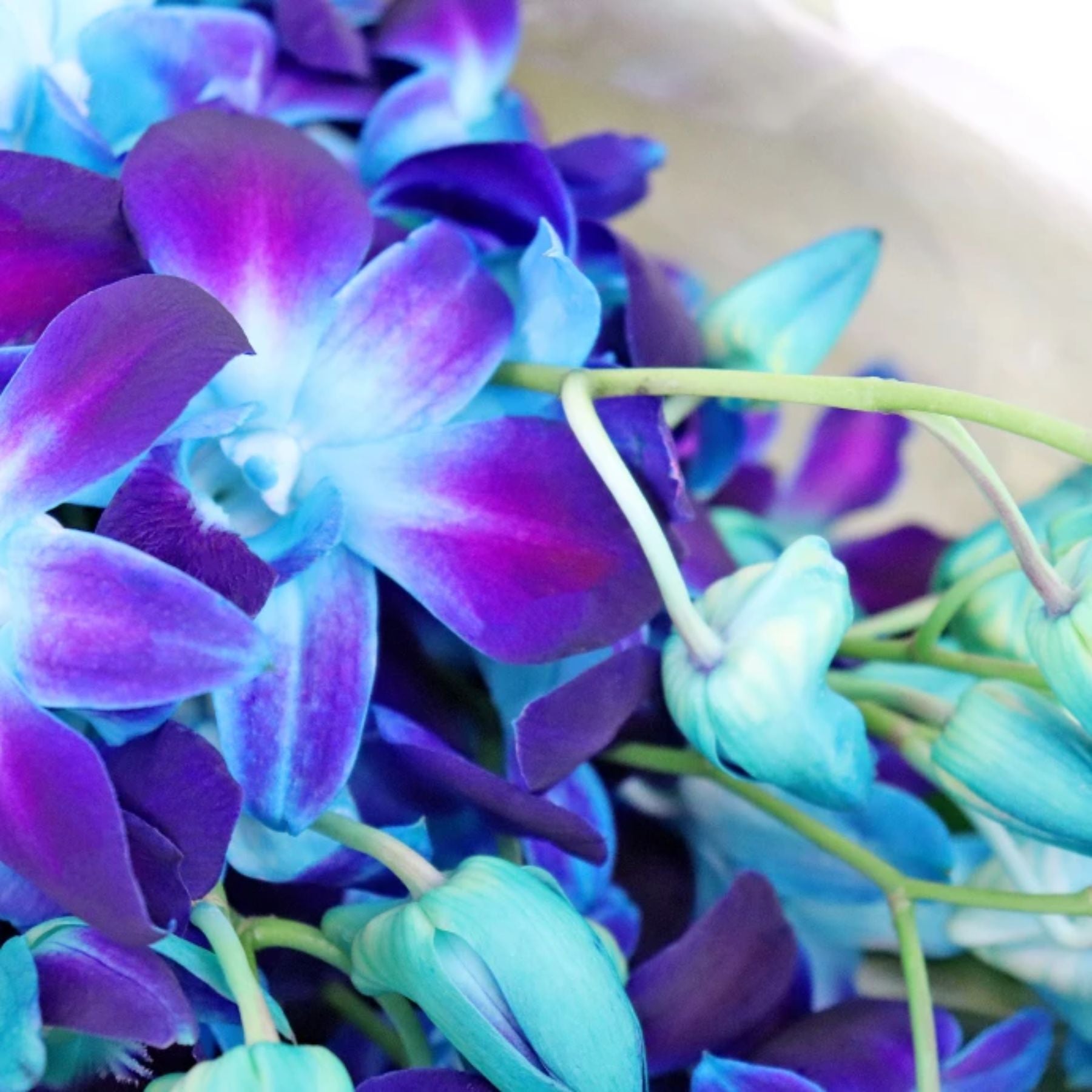 Bouquet of 15 Blue Orchid