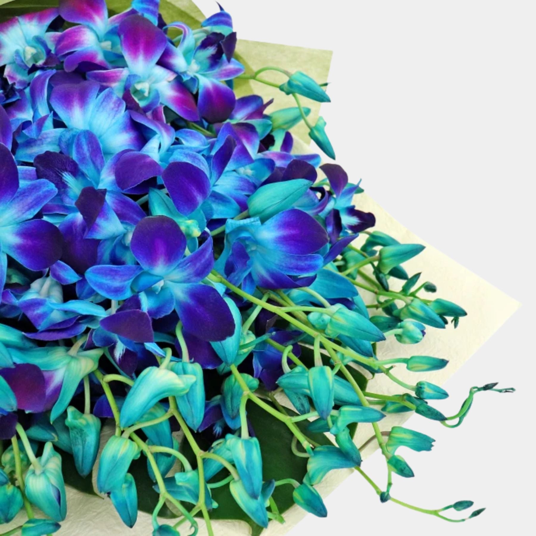 Bouquet of 20 Blue Orchid
