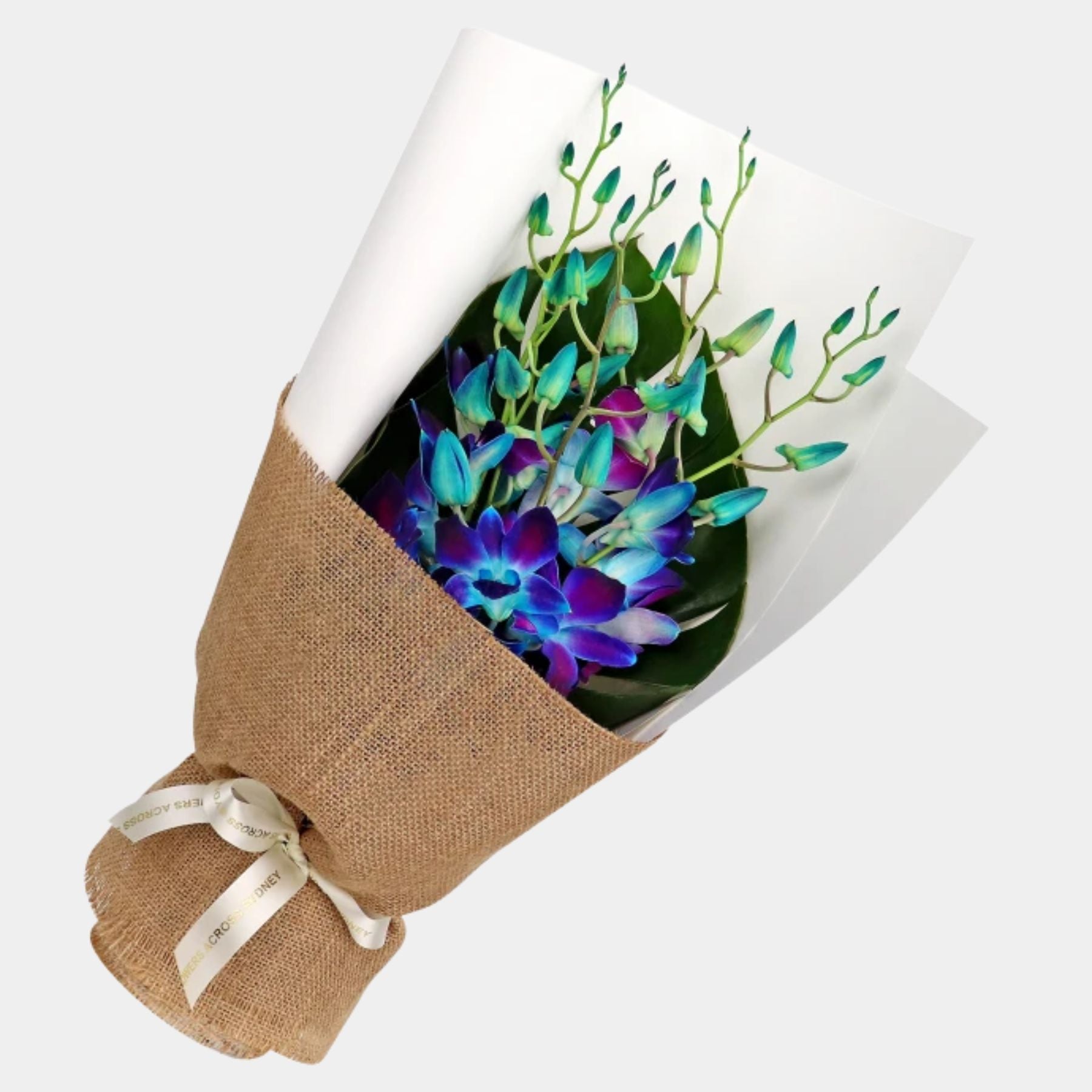 Bouquet of 7 Blue Orchid