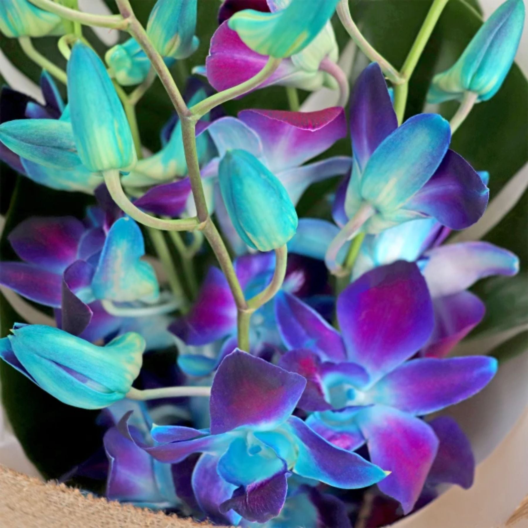 Bouquet of 7 Blue Orchid