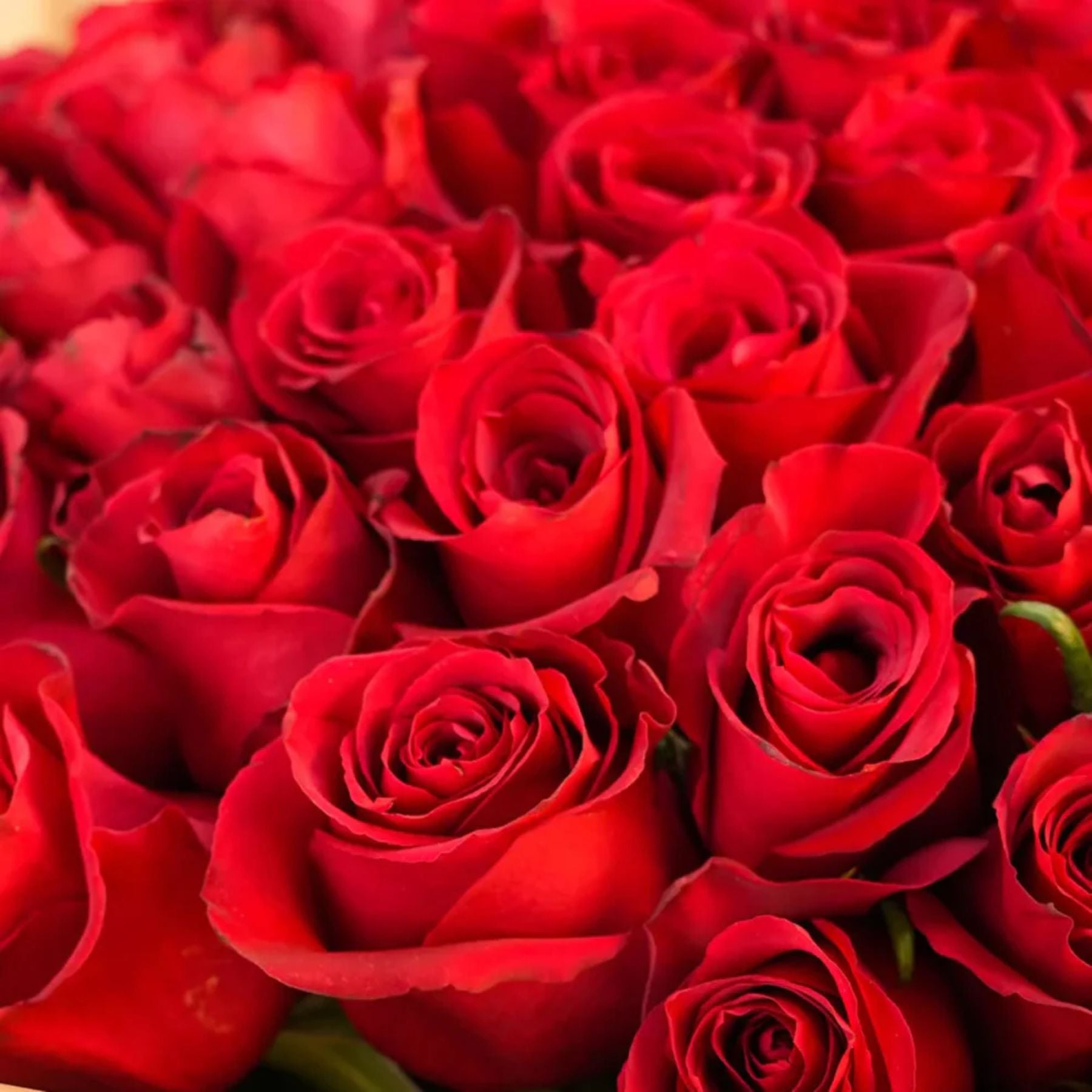 Bouquet of Classic 100 Red Roses