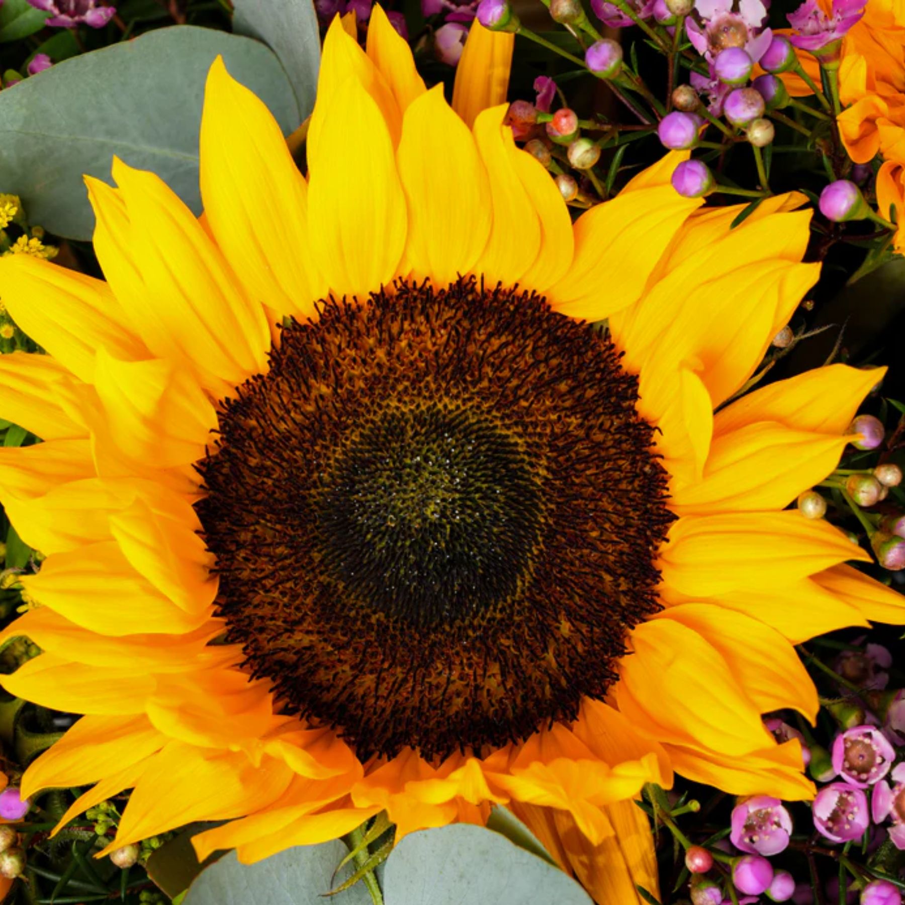 Zovi Sunflowers Flower Box